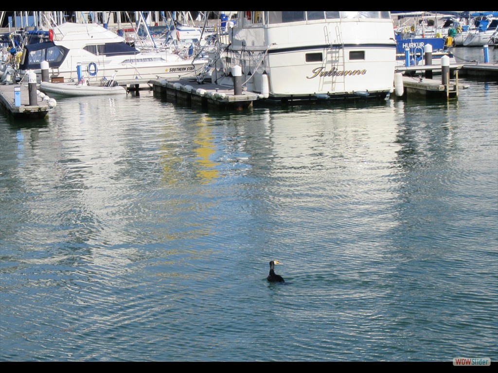 103 Cormorant at Sovereign Harbour